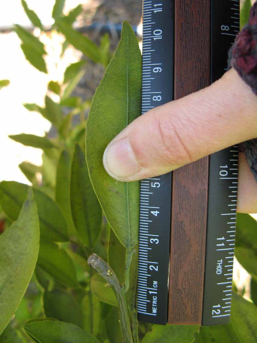              Unifoliolate leaf (Winter Haven, FL)       